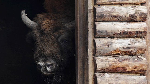 Seekor Bison terlihat di Wildwood Trust, Wild Animal Park, Blean Woods, Canterbury, Inggris. Foto: Paul Childs/Reuters