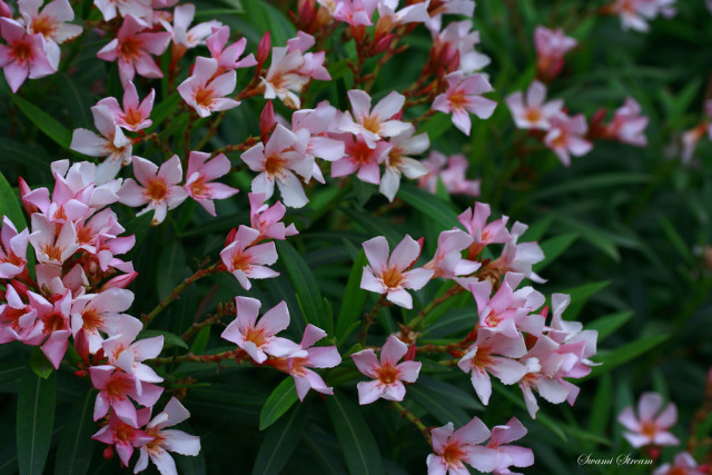 Bunga Oleander merah muda. Foto: Swaminathan via Flickr