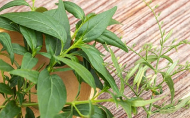 Ilustrasi daun sambiloto. Foto: perkebunan.litbang.pertanian.go.id