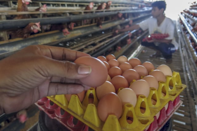 Peternak memanen telur di peternakan ayam petelur di Bogor, Jawa Barat, Rabu (27/1/2021).  Foto: Yulius Satria Wijaya/ANTARA FOTO