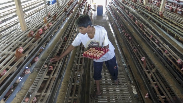 Peternak memanen telur di peternakan ayam petelur di Bogor, Jawa Barat, Rabu (27/1/2021).  Foto: Yulius Satria Wijaya/ANTARA FOTO
