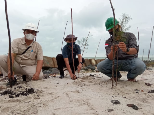 Suasana kegiatan penanaman pohon cemara laut di Pantai Menara, Desa Baru, Kecamatan Manggar, Belitung Timur. 