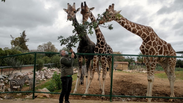 Kurator kebun binatang Adonis Balas memberi makan tiga jerapah di Taman Zoologi Attica di Spata, dekat Athena, Yunani. Foto: Petros Giannakouris/AP Photo