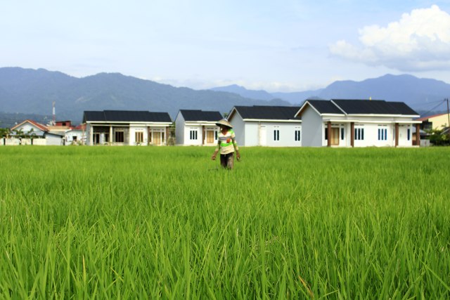 Seorang petani tengah berada di sawah yang terlihat tumbuh dengan subur sementara pembangunan perumahan seakan menjadi ancaman bagi kawasan pertanian yang ada di Sungai Sariak, Kota Padang, Sumatera Barat. Senin 1 Februari 2021. Foto: MN Hendra/Langkan