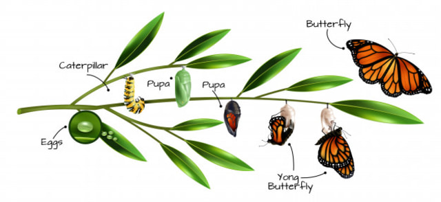 Metamorfosis Sempurna pada Kupu-Kupu, Foto: Dok. freepik.com