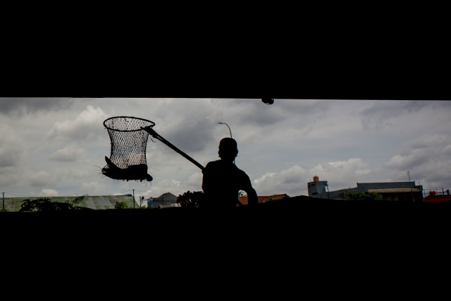 Ilustrasi budaya ikan lele. Foto: ANTARA FOTO/Aprillio Akbar