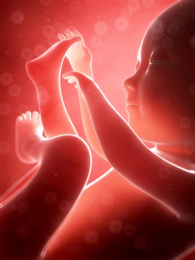 Perkembangan Janin 5 Bulan Foto: Shutterstock