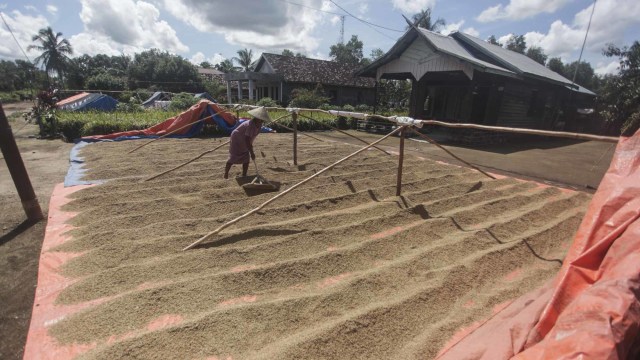 Petani menjemur gabah di kawasan lumbung pangan nasional 'Food Estate' di Desa Belanti Siam, Kabupaten Pulang Pisau, Kalimantan Tengah, Selasa (2/2/2021). Foto: Makna Zaezar/ANTARA FOTO