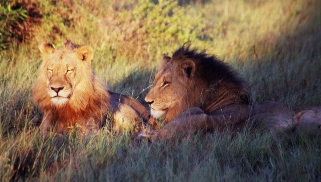 Makhulu pemimpin dari singa Mapogo.  Foto: Facebook/The Mapogos