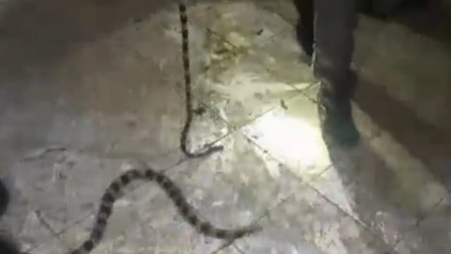 Ular di perumahan Bekasi Timur. Foto: Dok. Istimewa