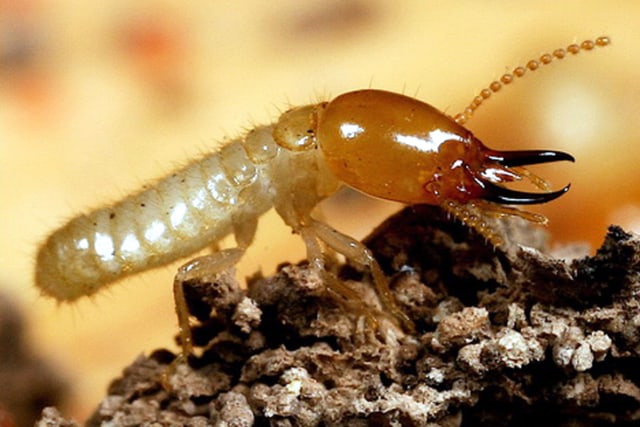 Rayap Bisa Merusak Perabotan, Jasa Anti Rayap Bisa Jadi Solusi