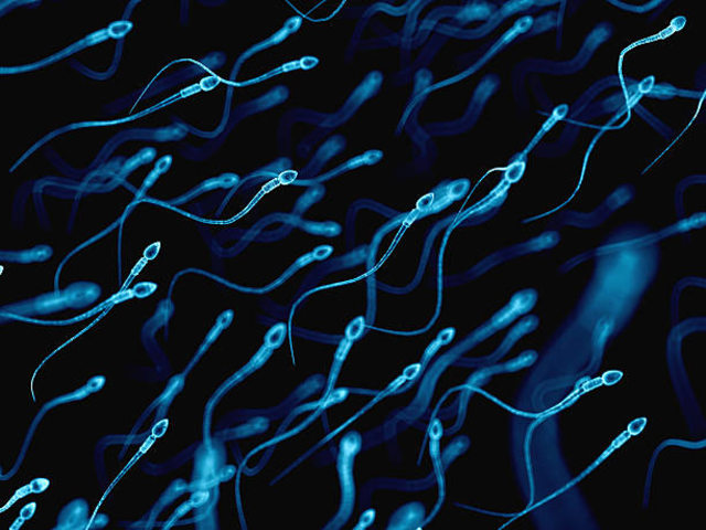 Ilustrasi proses spermatogenesis. Foto: iStock