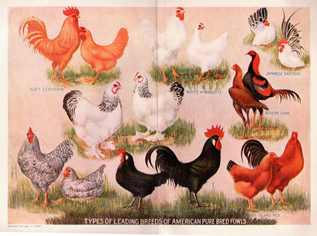 Jenis-jenis ayam. Foto: Sue Clark via Flickr