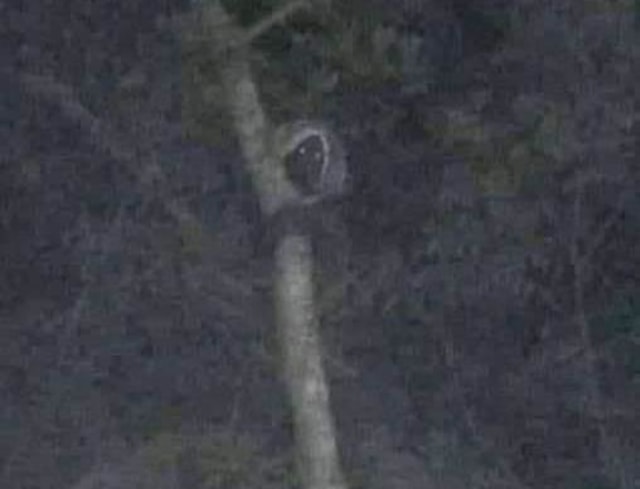 Sosok misterius yang terekam kamera Lili. Foto: Dok Hi!Pontianak