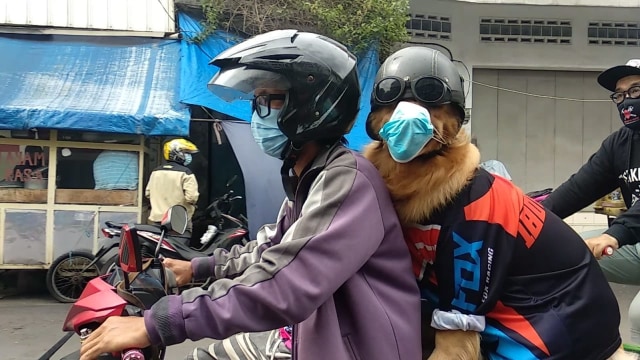 Viral anjing dibonceng motor dengan mengenakan masker dan helm di Kota Tasikmalaya, Jawa Barat. Foto: Dok. Istimewa