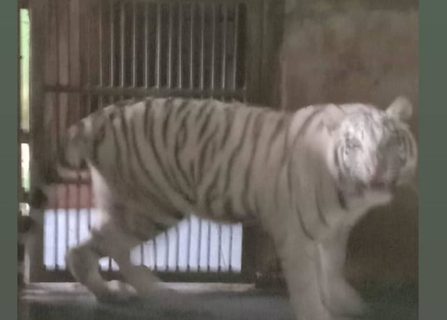 Harimau Tora yang berada di kandangnya sudah terlihat membaik. Foto: Dok Sinka Zoo 