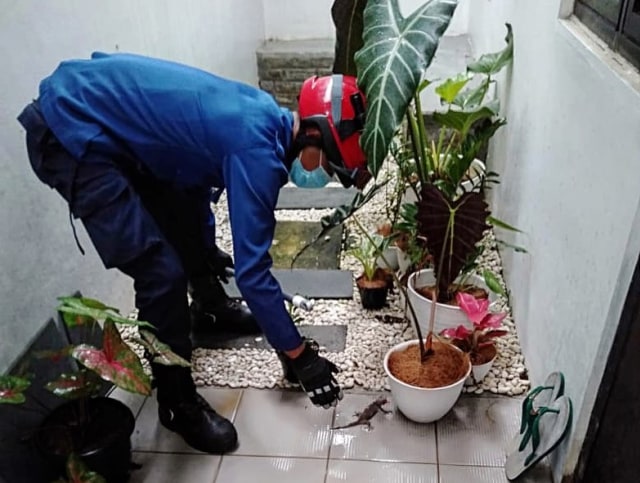 Tim Damkar DKI evakuasi tokek di rumah warga Jagakarsa, Jakarta. Foto: Instagram/@humasjakfire