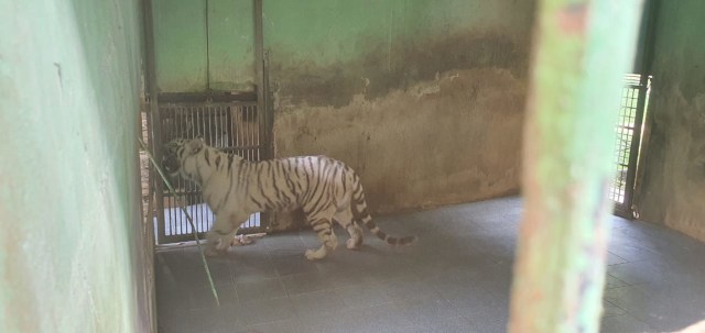 Harimau Tora kini sudah berada di dalam kandangnya. Ia sempat lepas dan akhirnya berhasil ditangkap kembali. Foto: Nono Suprayitno