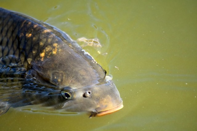 Ilustrasi ikan mas Foto: Dok. Pixabay
