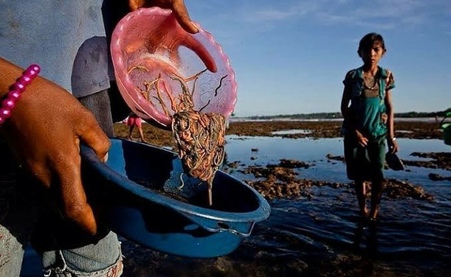 Tradisi Bau Nyale, mencari cacing laut di pantai selatan Lombok./Ilustrasi.