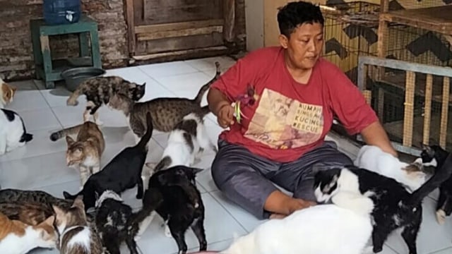 Titik Herawati sedang merawat kucing-kucing yang dia temukan di jalanan. 