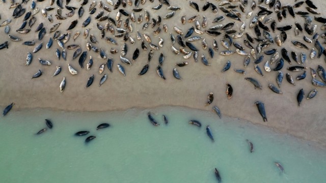 Puluhan anjing laut abu-abu beristirahat di gumuk pasir dekat mercusuar Walde di Marck dekat Calais, Prancis. Foto: Pascal Rossignol/REUTERS