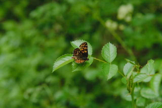 Pertumbuhan dan Perkembangan pada Tumbuhan (Foto: Unsplash/ Frano Duvnjak)