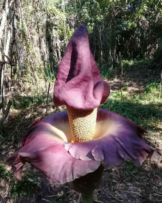 Bunga bangkai yang mekar di Taman Nasional Manusela Kepulauan Maluku. Foto: Instagram.com/tnmanusela
