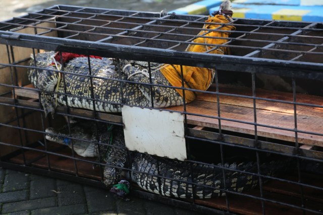 Buaya muara yang berhasil disita oleh BKSDA DIY. Foto: Dokumen BKSDA DIY
