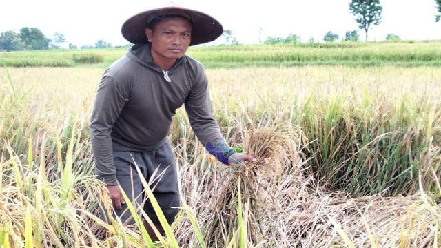 Salah serorang petani di Desa Wotanngare Kecamatan Kalitidu, Mashuri, ditemui awak media ini di sawahnya Sabtu (20/2/2021). (foto: dan/beritabojonegoro)