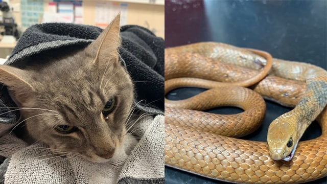 Kucing lindungi pemilik dari ular berbisa. (Foto: Animal Emergency Service/Facebook)
