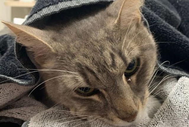 Kucing Arthur yang mati karena selamatkan majikan dari ular Foto: Animal Emergency Service/Facebook
