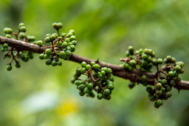 Buah andaliman di perkebunan andaliman di Desa Ps Lumban Julu, Kabupaten Toba Samosir, Sumatera Utara.  Foto: Nova Wahyudi/ANTARA FOTO