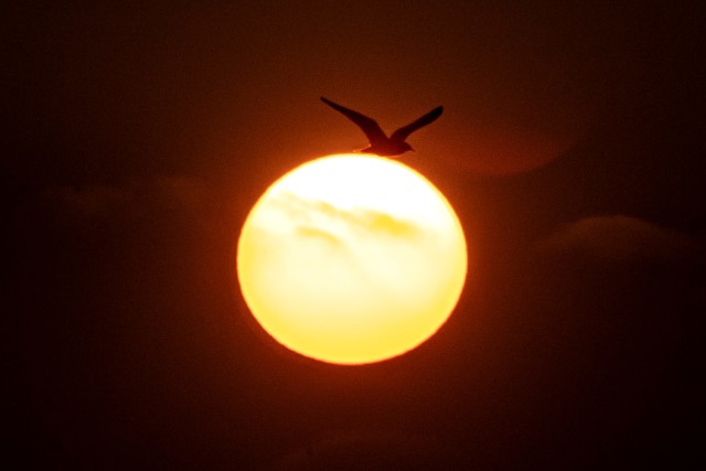Ilustrasi Matahari. Foto: Loic Venance/AFP