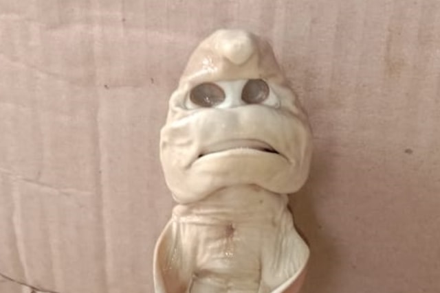 Ikan hiu menyerupai wajah manusia yang ditemukan oleh nelayan Rote Ndao, Abdullah Ferro. Foto: Abdullah Ferro