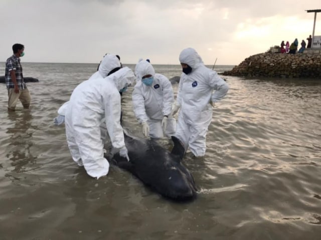 Tim medik FKH Unair Surabaya yang melakukan identifikasi terhadap 52 ikan paus yang terdampar di Bangkalan, Madura. Foto-foto: Humas Unair