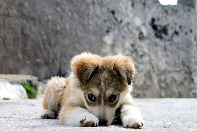 Puppy dog eyes. Sumber gambar: Wikimedia Commons.