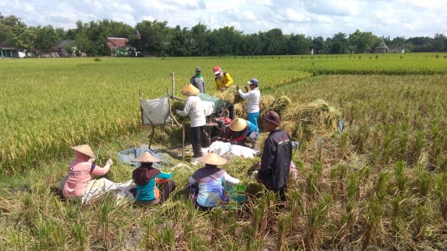 Suana panen padi di Bojonegoro. (foto: dan/beritabojonegoro)