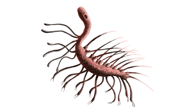 Ilustrasi Hallucigenia sparsa oleh DataBase Center for Life Science (DBCLS)