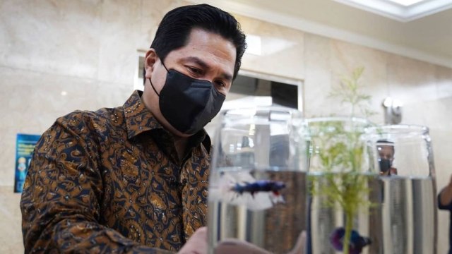 Menteri BUMN Erick Thohir meninjau koleksi ikan cupang di kantor BUMN. Foto: Instagram/@erickthohir