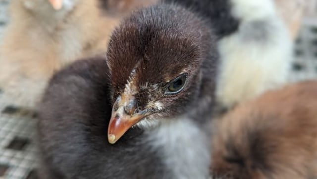 DOC (day old chick/ayau satu hari) KUB atau ayam Kampung Unggul Balitbangtan. (Photo pribadi)
