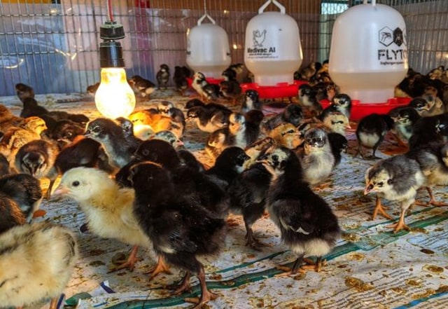 Ayam KUB, Inovasi untuk Negeri