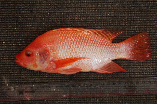 Ilustrasi ikan nila merah. Foto: goodgambar.blogspot.com