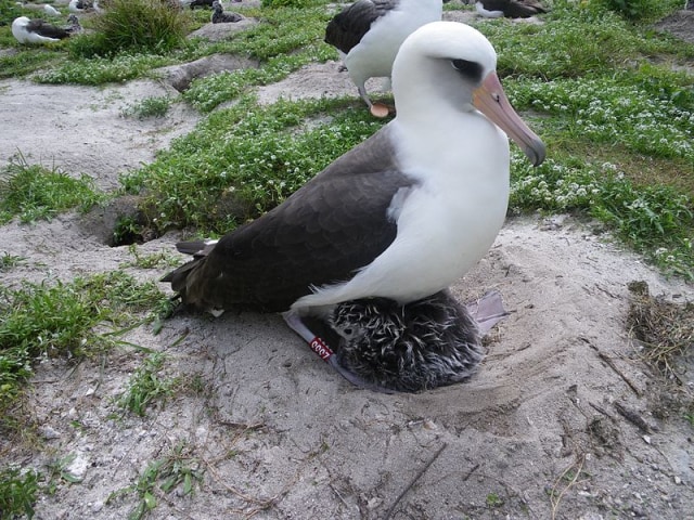 Burung albatros laysan bernama Wisdom. Ia merupakan burung tertua di dunia. Foto: John Klavitter/U. S. Fish and Wildlife Service