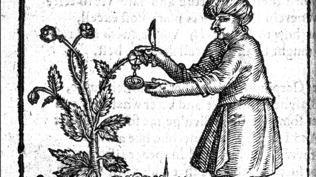 Ilustrasi pemetikan oppy sebagai bahan opium. | Wikimedia Commons