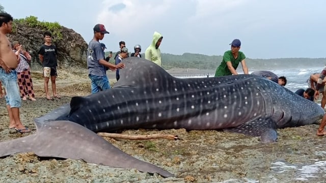 Bangkai Hiu tutul berbobot 3 ton terdampar di Pantai Batu Nunggul, Desa Cimanuk, Kecamatan Cikalong, Kabupaten Tasikmalaya, Jawa Barat. Foto: Dok. Istimewa