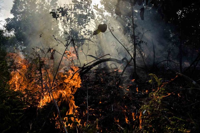 Asap mengepul akibat kebakaran di hutan di Kota Pekanbaru, Riau, Rabu (3/3/2021). Foto: FB Anggoro/ANTARA FOTO