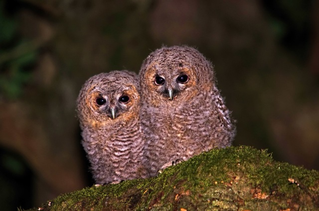 Bayi burung hantu coklat (Strix aluco). Foto: Johan J.Ingles-Le Nobel via Flickr