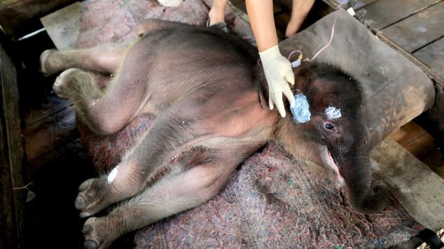 Bayi Gajah Sumatera yang diberi nama Inong saat mendapat perawatan intensif dari tim medis BKSDA Aceh di PKG Saree, Aceh Besar, Senin (15/2), usai terjebak lumpur di Tiro, Pidie. Foto: Suparta/acehkini
