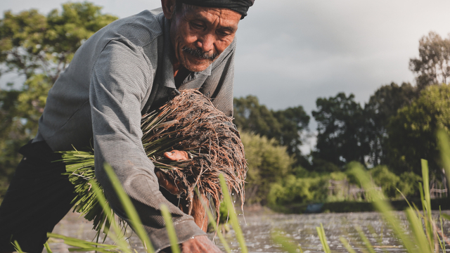 Ilustrasi petani menanam padi di sawah. Foto: Foto oleh Rattasat dari Pexels
